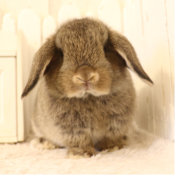 animal_image