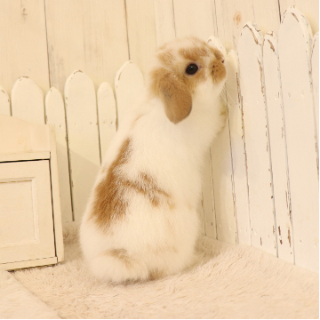 animal_image