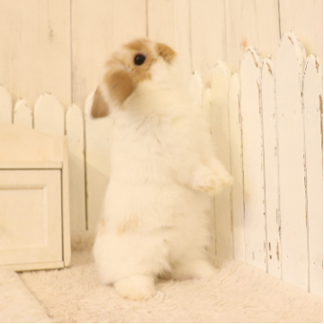 animal_image