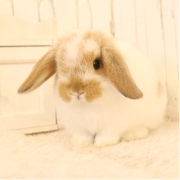 animal_image