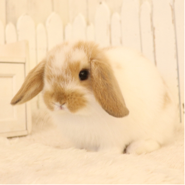 animal_image