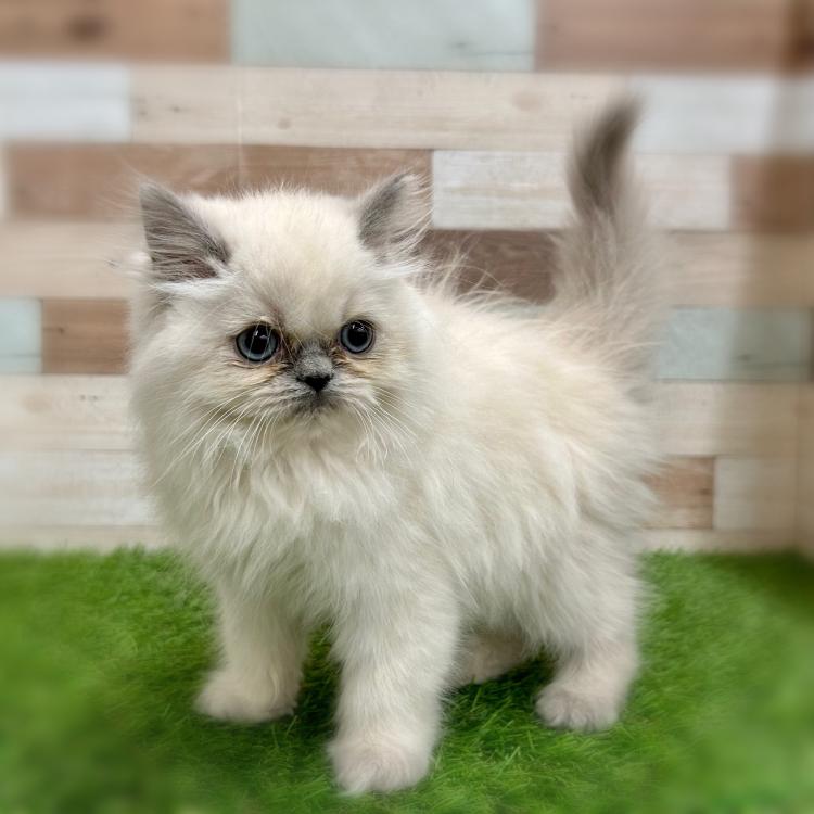 animal_image