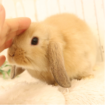 animal_image
