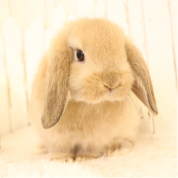 animal_image