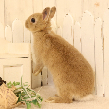 animal_image