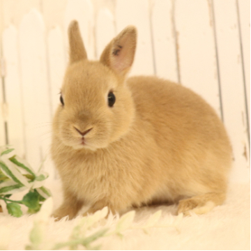 animal_image