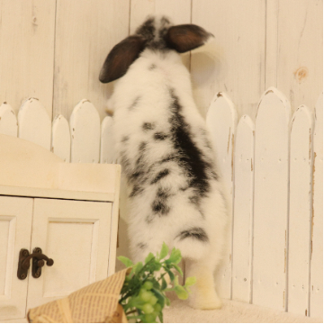 animal_image