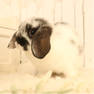 animal_image