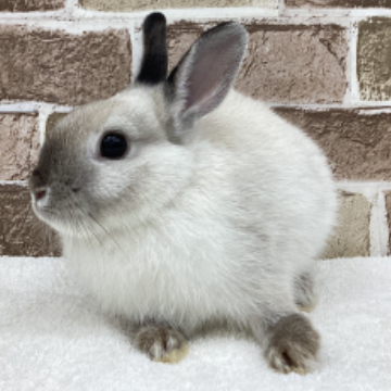 animal_image