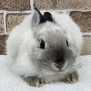 animal_image
