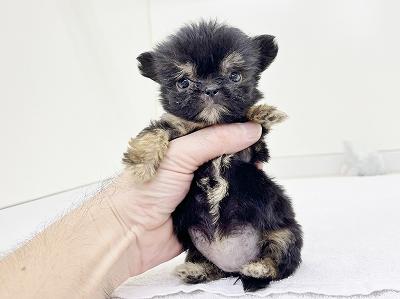 animal_image