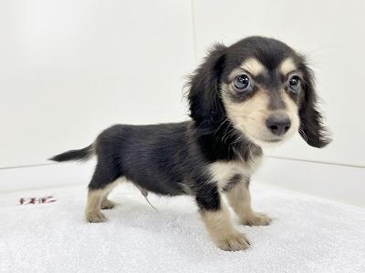 animal_image