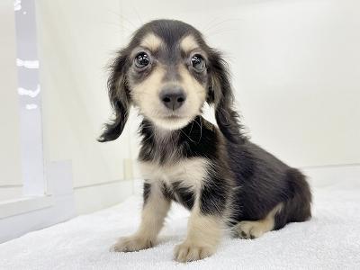 animal_image