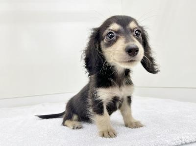 animal_image
