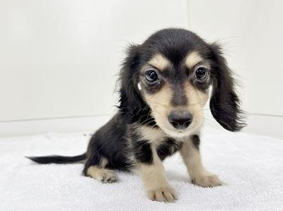animal_image