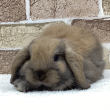 animal_image