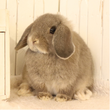 animal_image