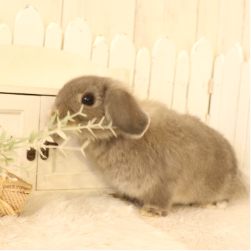animal_image