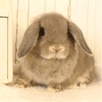 animal_image