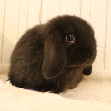 animal_image