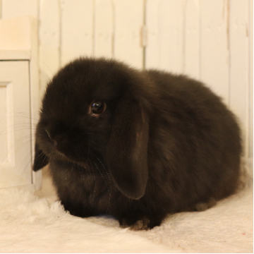 animal_image