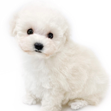 animal_image