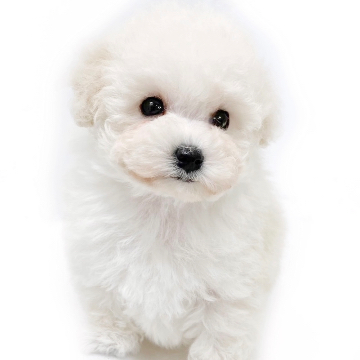 animal_image