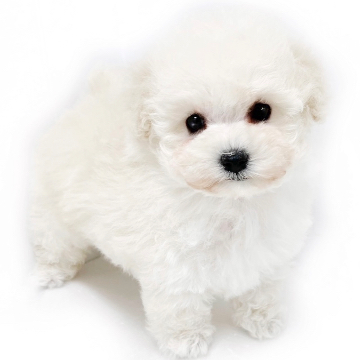 animal_image