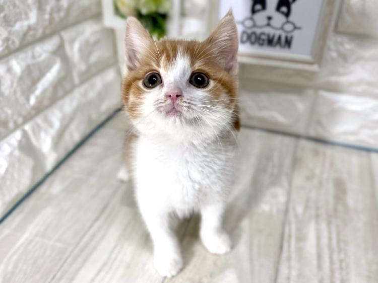 animal_image