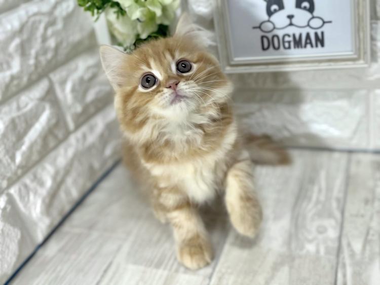 animal_image