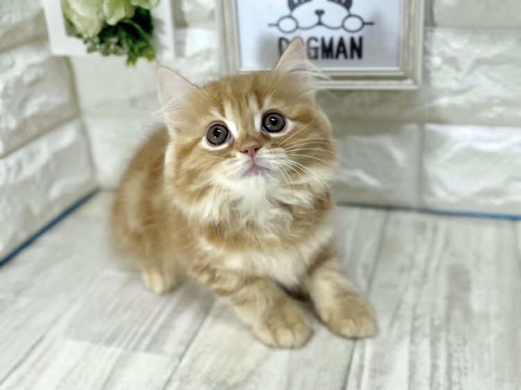 animal_image