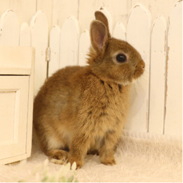 animal_image