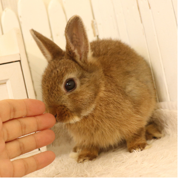 animal_image