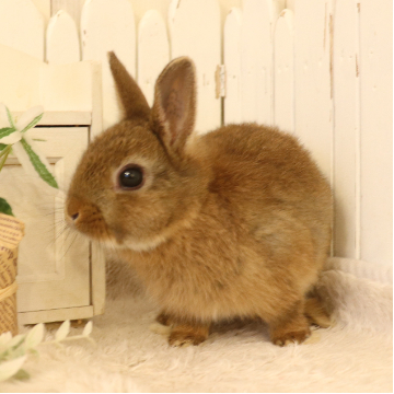 animal_image