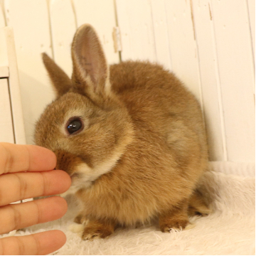 animal_image