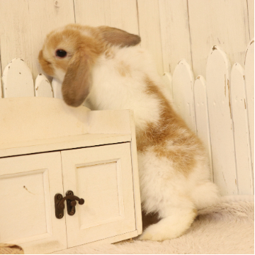 animal_image