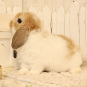 animal_image