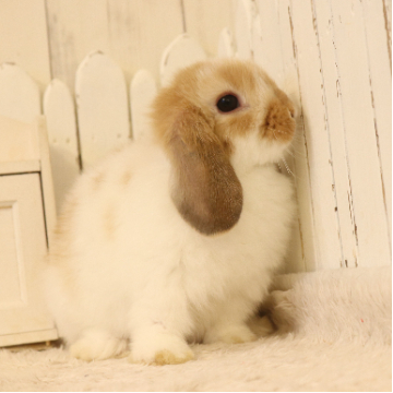 animal_image