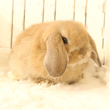 animal_image