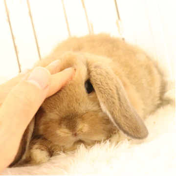 animal_image