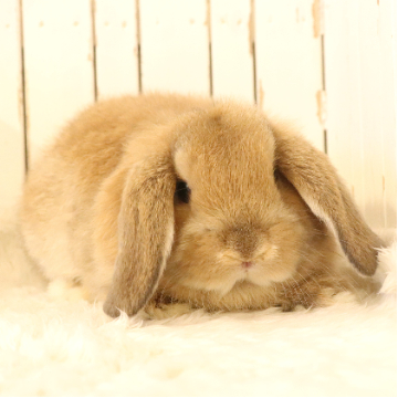 animal_image