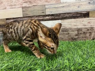 animal_image