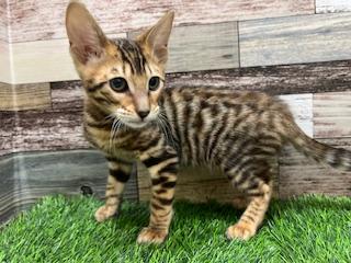 animal_image