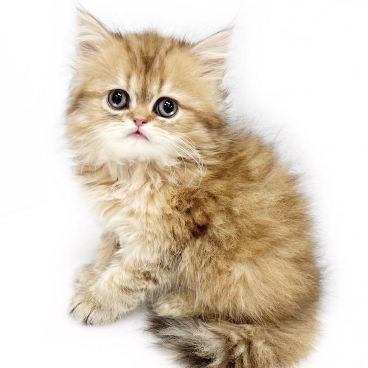 animal_image
