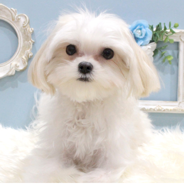 animal_image