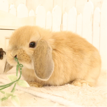 animal_image