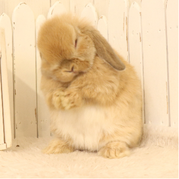 animal_image