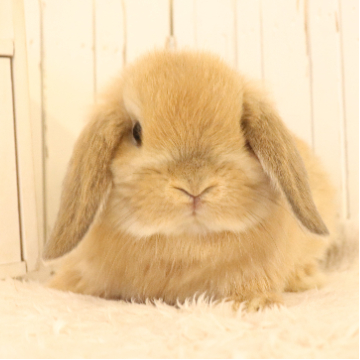 animal_image