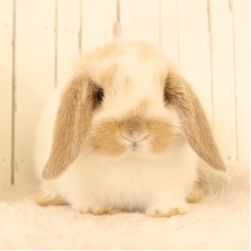 animal_image