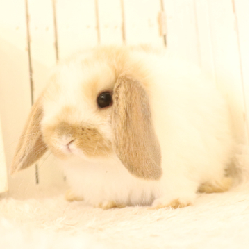 animal_image